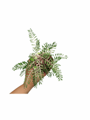 Phyllanthus Urinaria Variegata