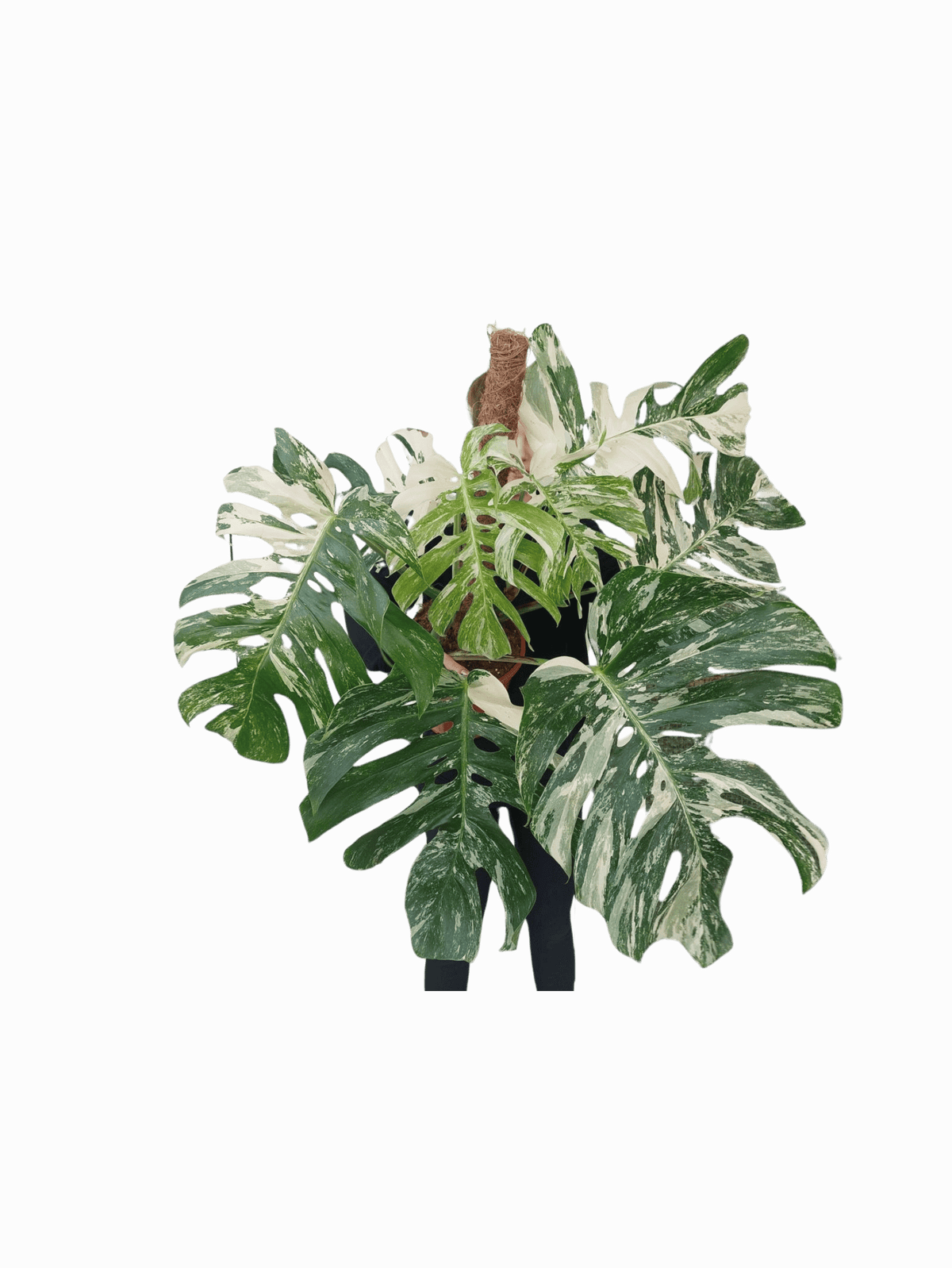 Monstera Variegata buschig