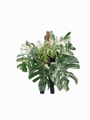 Monstera Variegata buschig