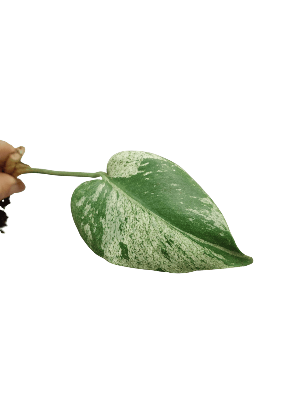 Monstera Jungle Mint Stecklinge