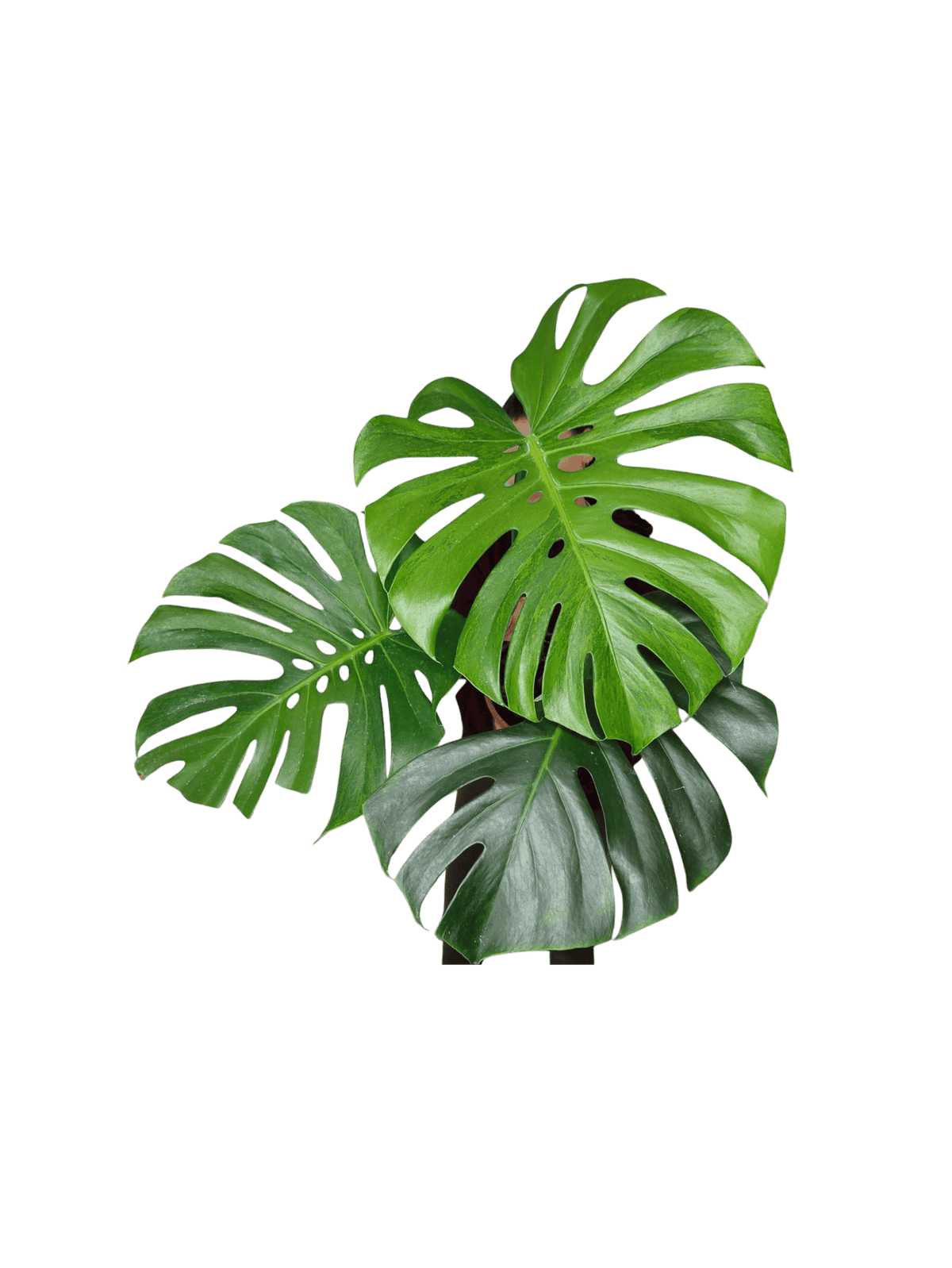 Monstera Green on Green XXL