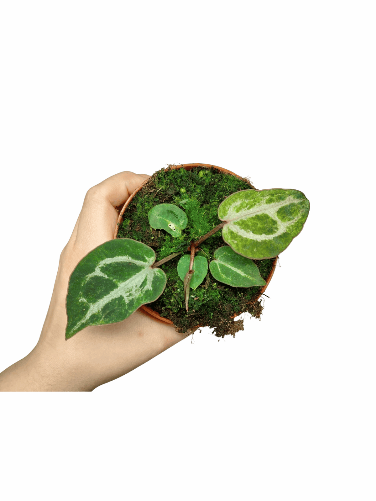 Anthurium Red Crystallinum Variegata