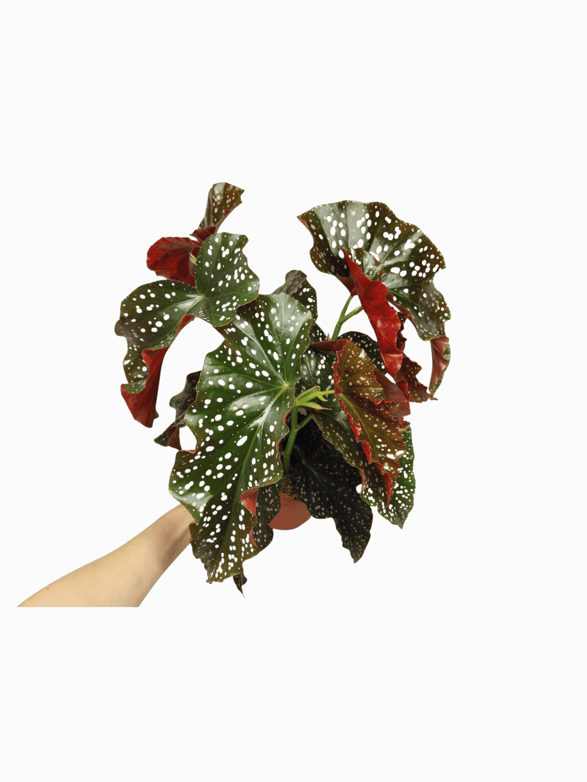 Begonia Palmata D. Don buschig