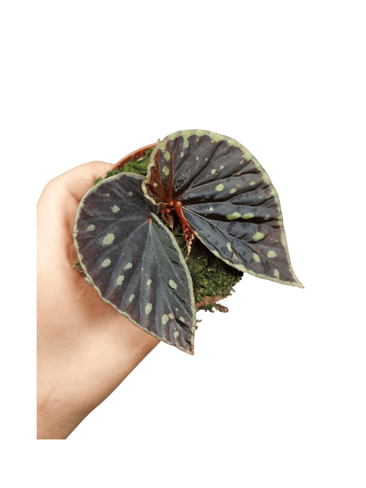 Begonia Firefly