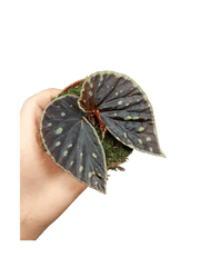 Begonia Firefly