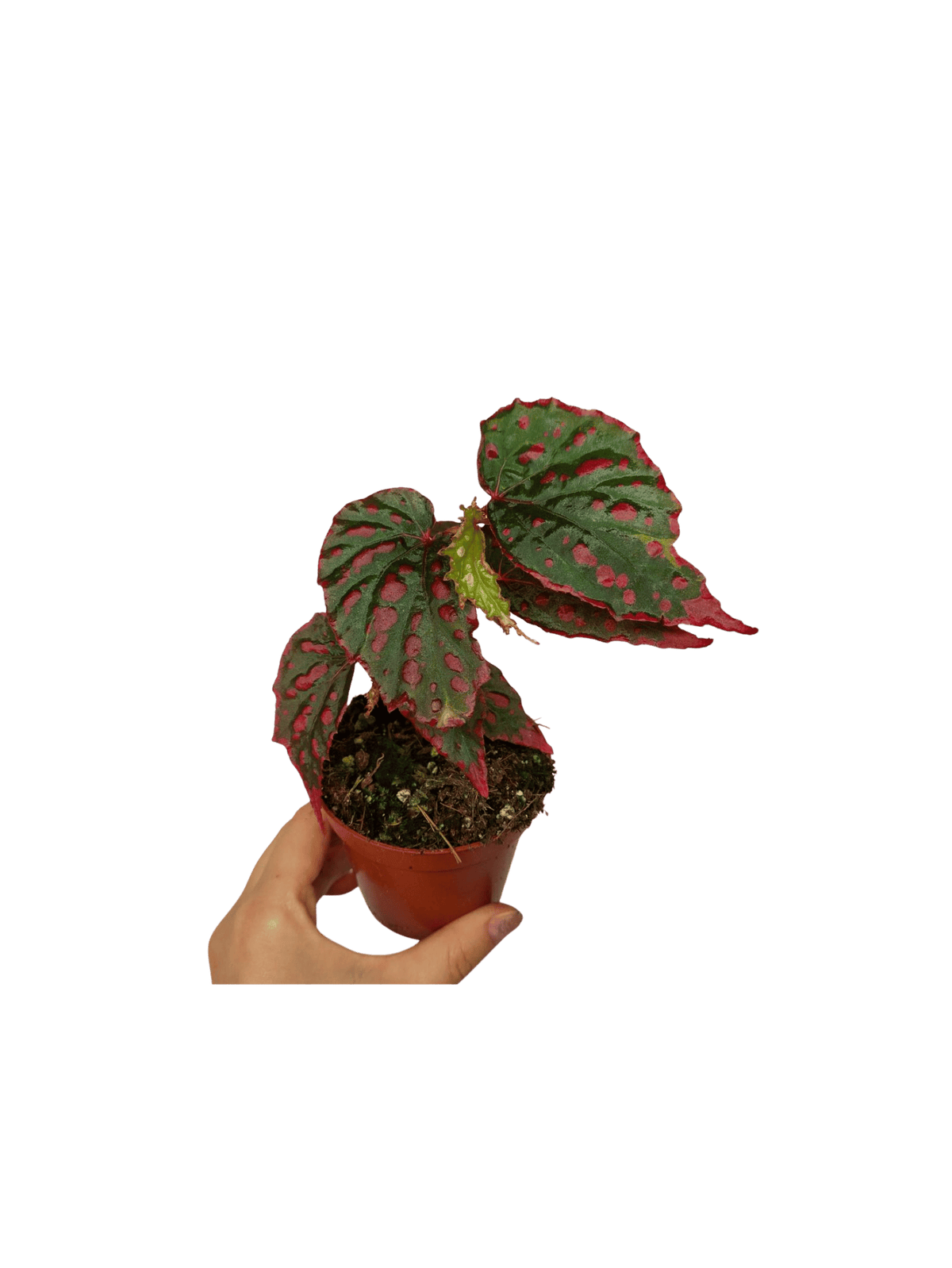 Begonia Mila's Miracle