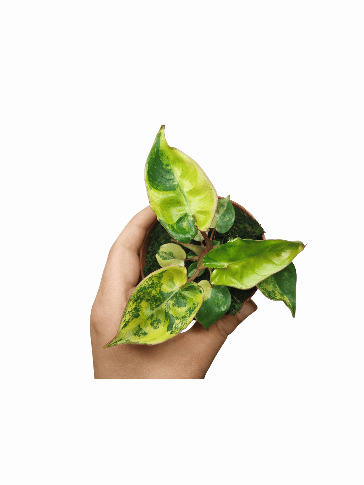 Philodendron Billietiae Variegata (zum aussuchen)