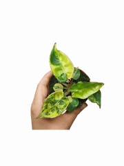 Philodendron Billietiae Variegata