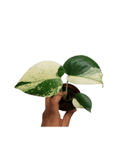 Monstera Jungle Mint