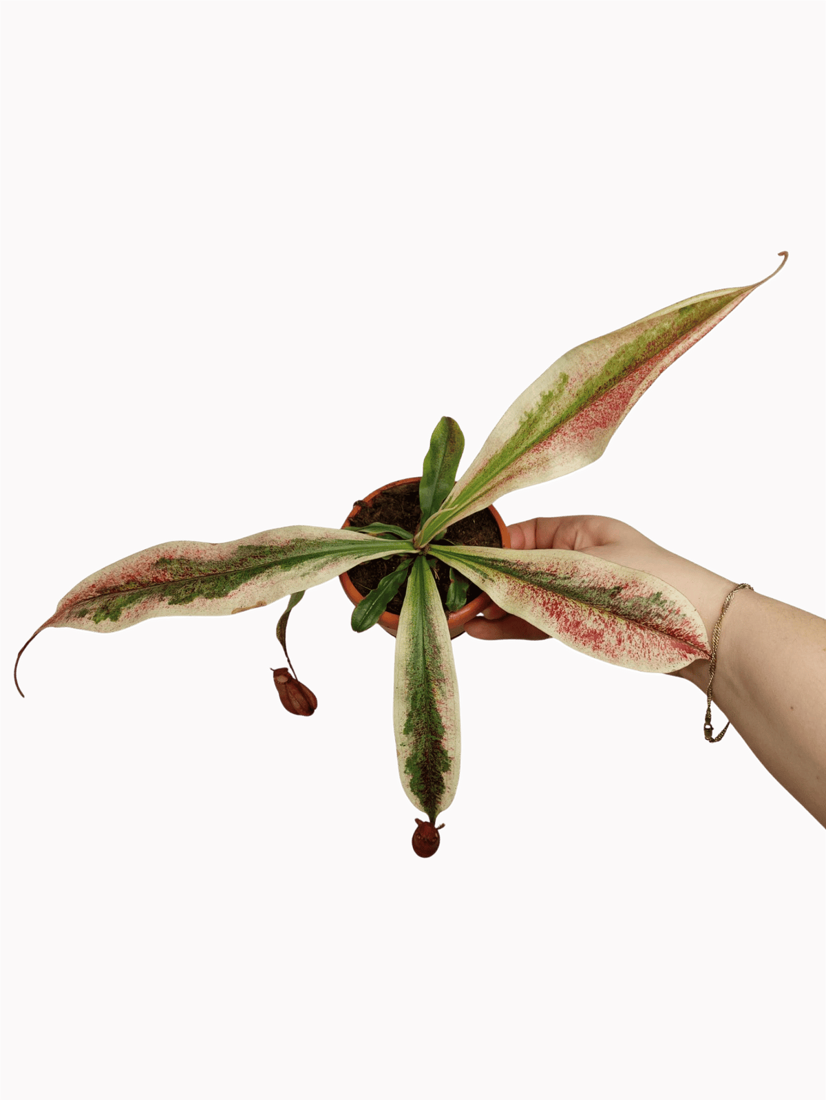 Nepenthes Viking x Ampullaria Variegata