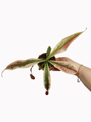 Nepenthes Viking x Ampullaria Variegata