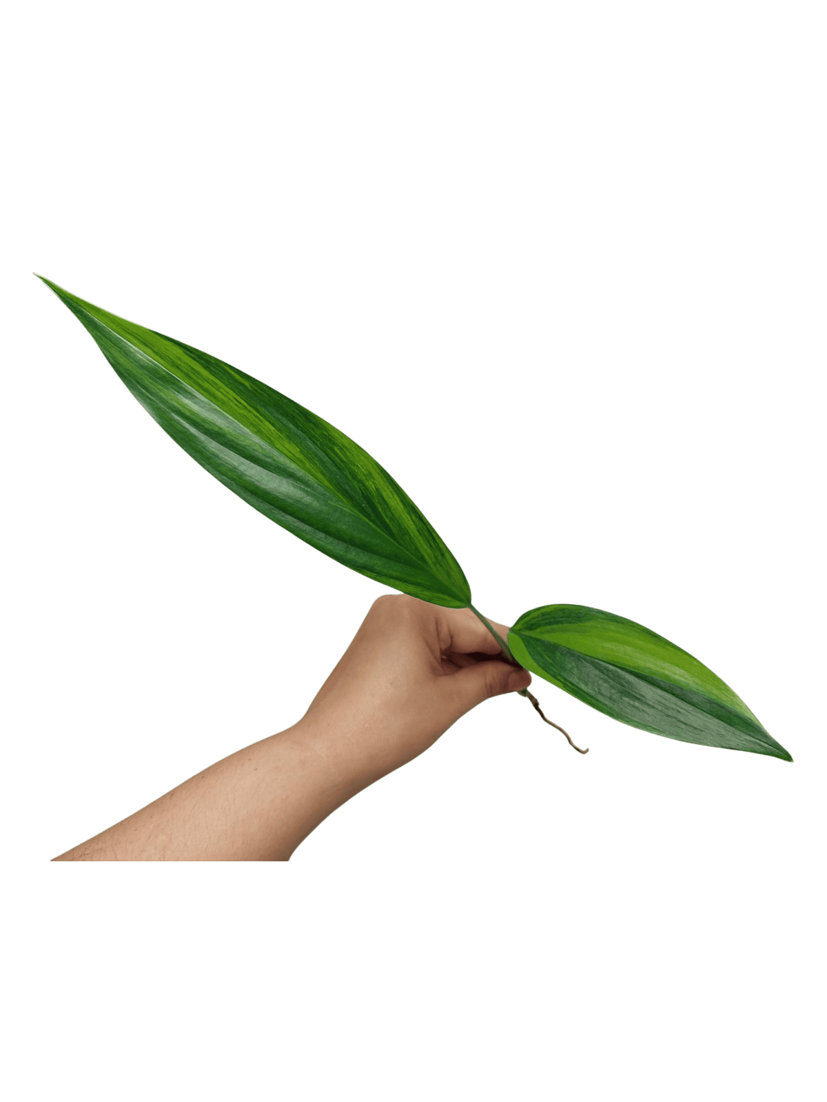 Epipremnum Amplissimum Aurea Stecklinge