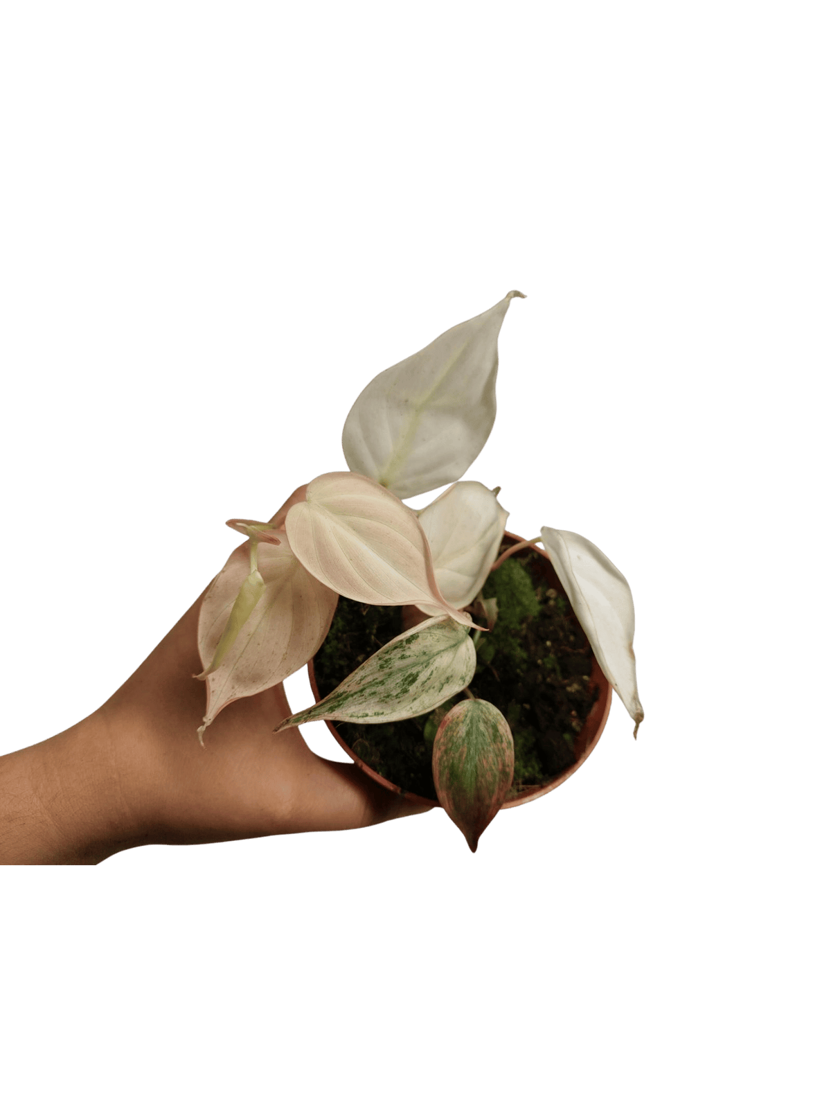 Philodendron Micans Pink Variegata