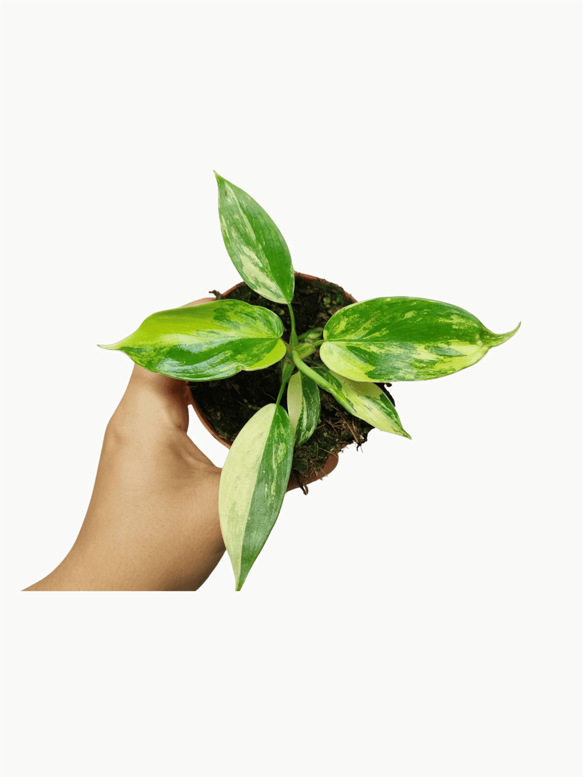 Philodendron Florida Beauty Variegata