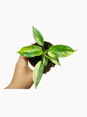 Philodendron Florida Beauty Variegata