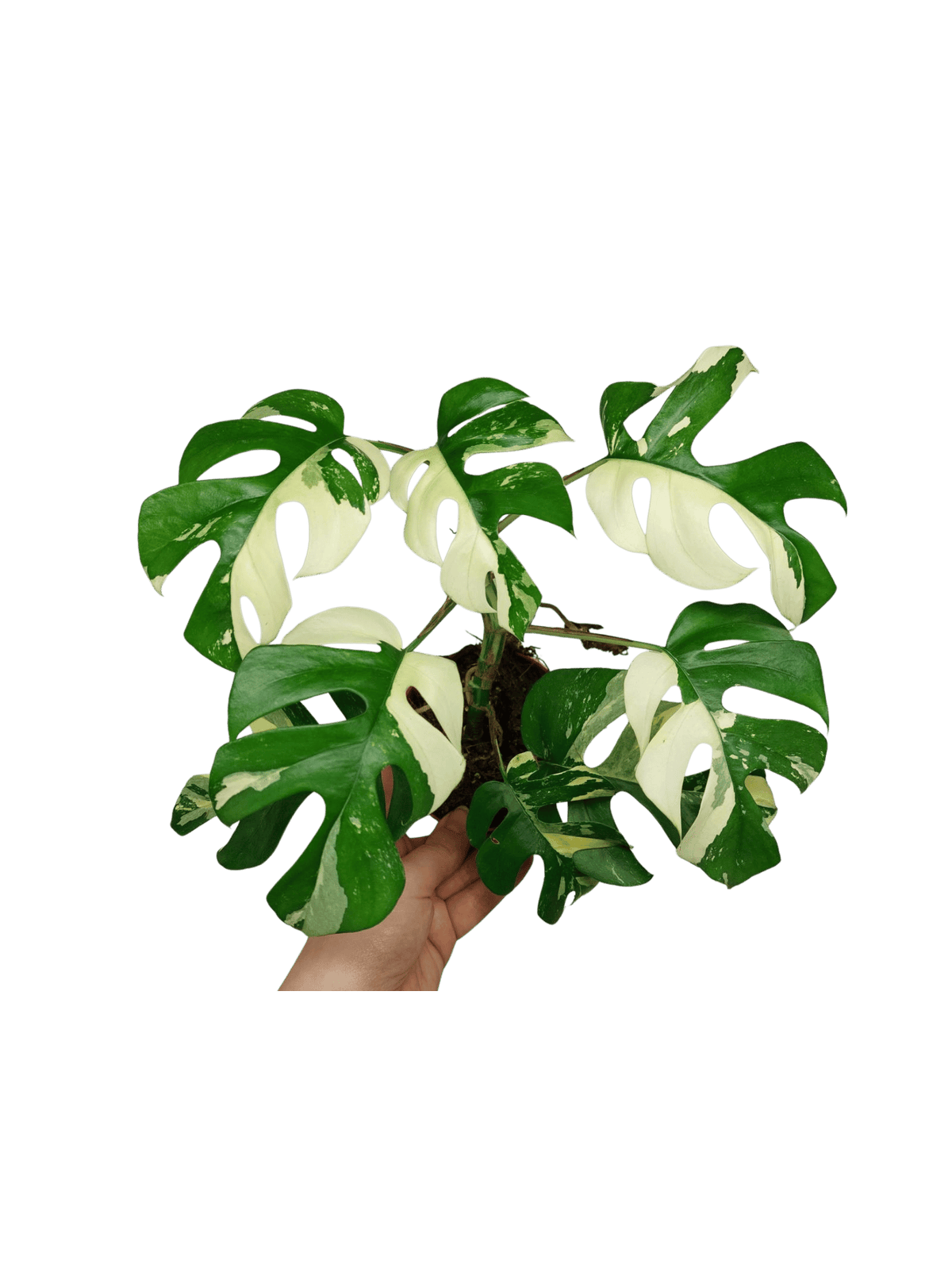 Monstera Minima / Raphidophora Tetrasperma Variegata
