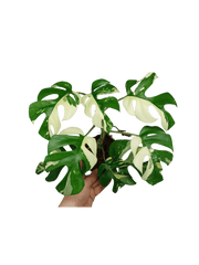 Monstera Minima / Raphidophora Tetrasperma Variegata