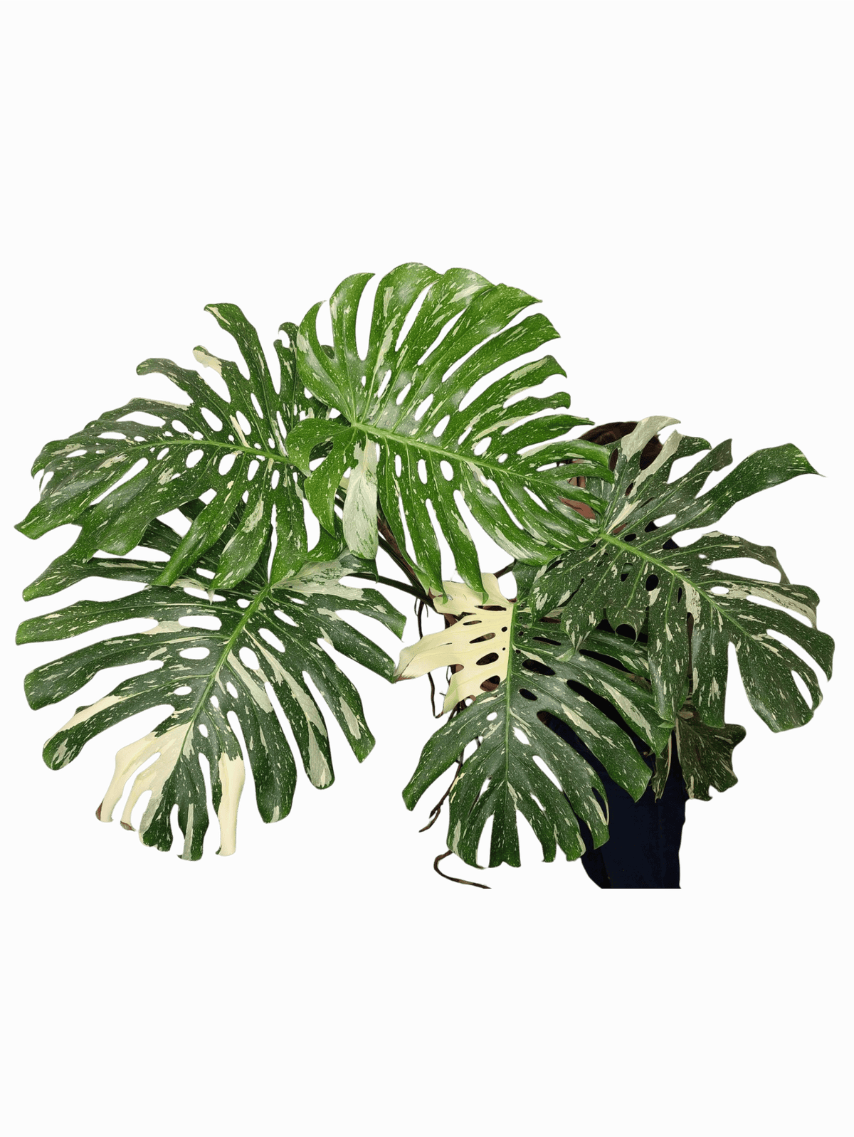 Monstera Thai Constellation XXL