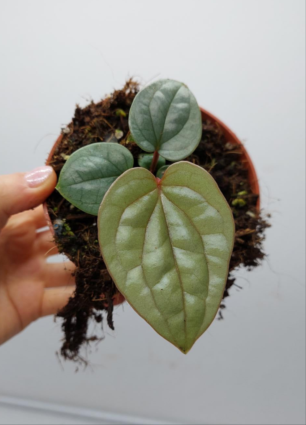 Anthurium Luxurians