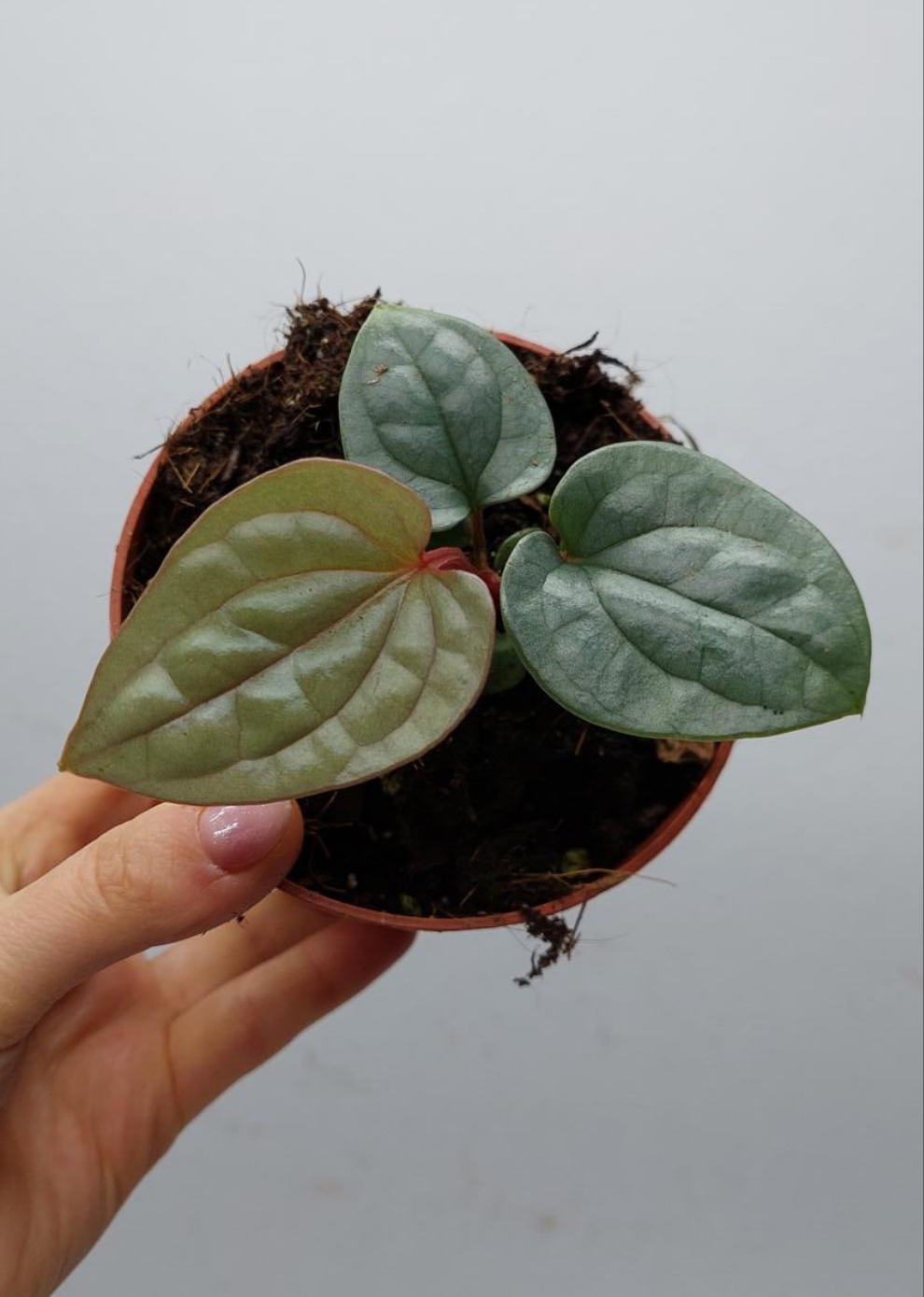 Anthurium Luxurians