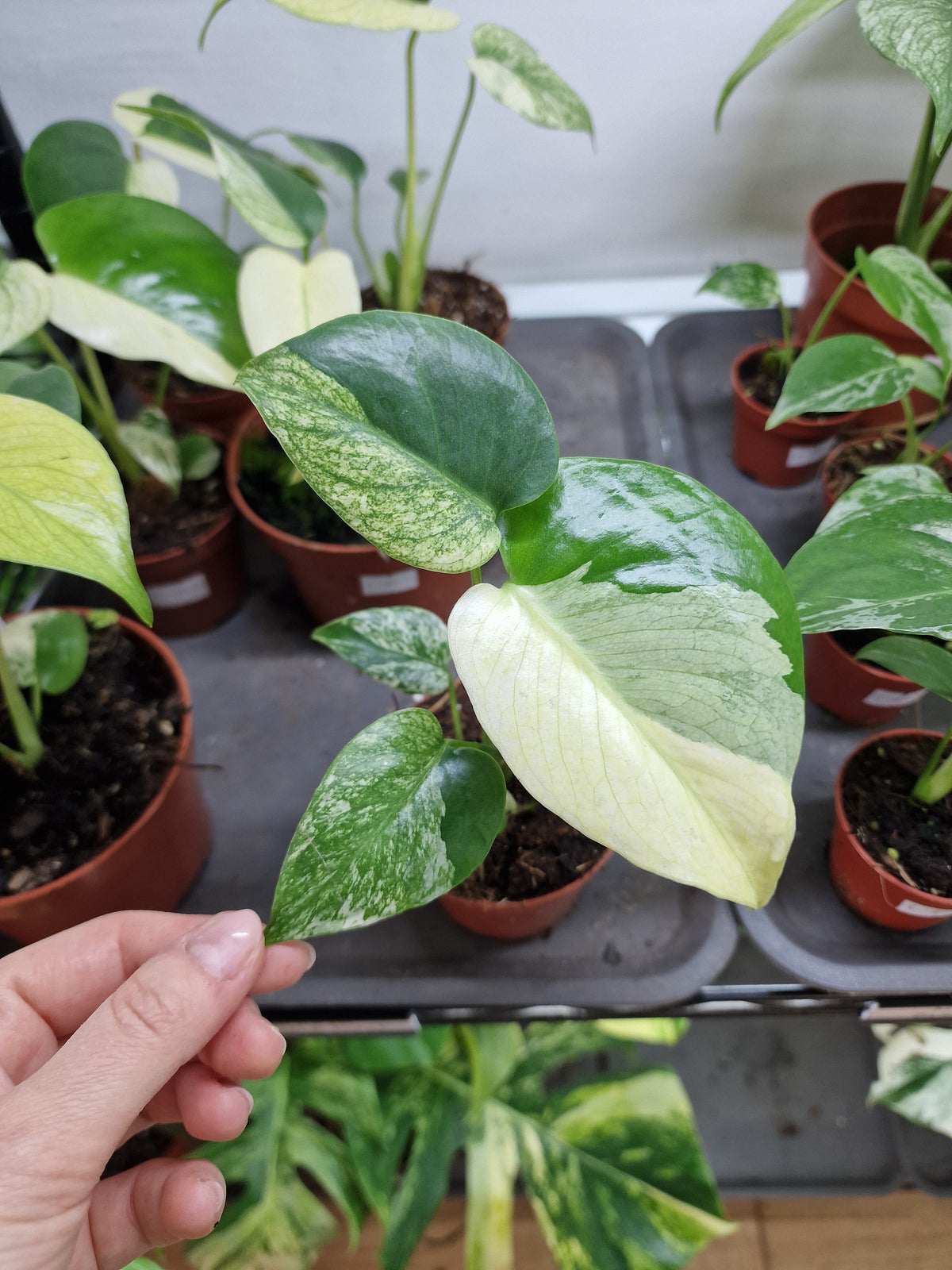 Monstera jungle mint