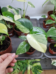 Monstera jungle mint