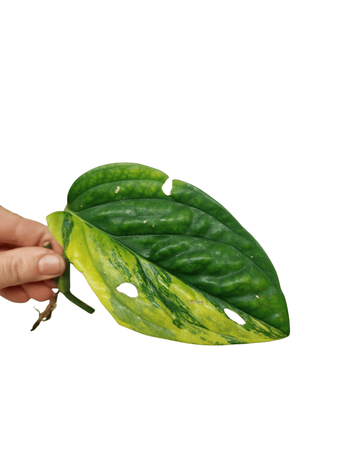Monstera Karstenianum Peru Variegata Steckling