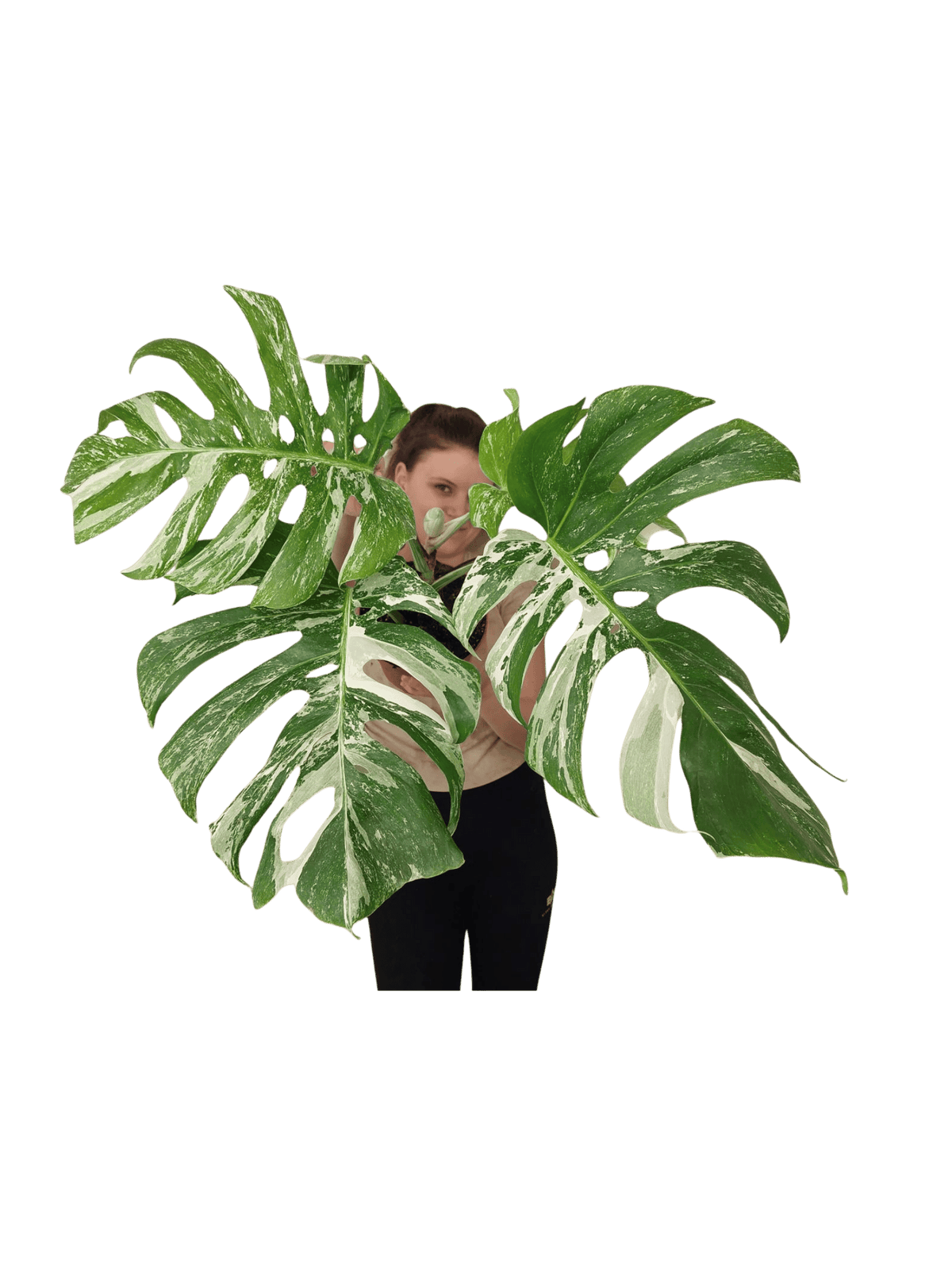 Monstera Variegata Adult mit Blüte