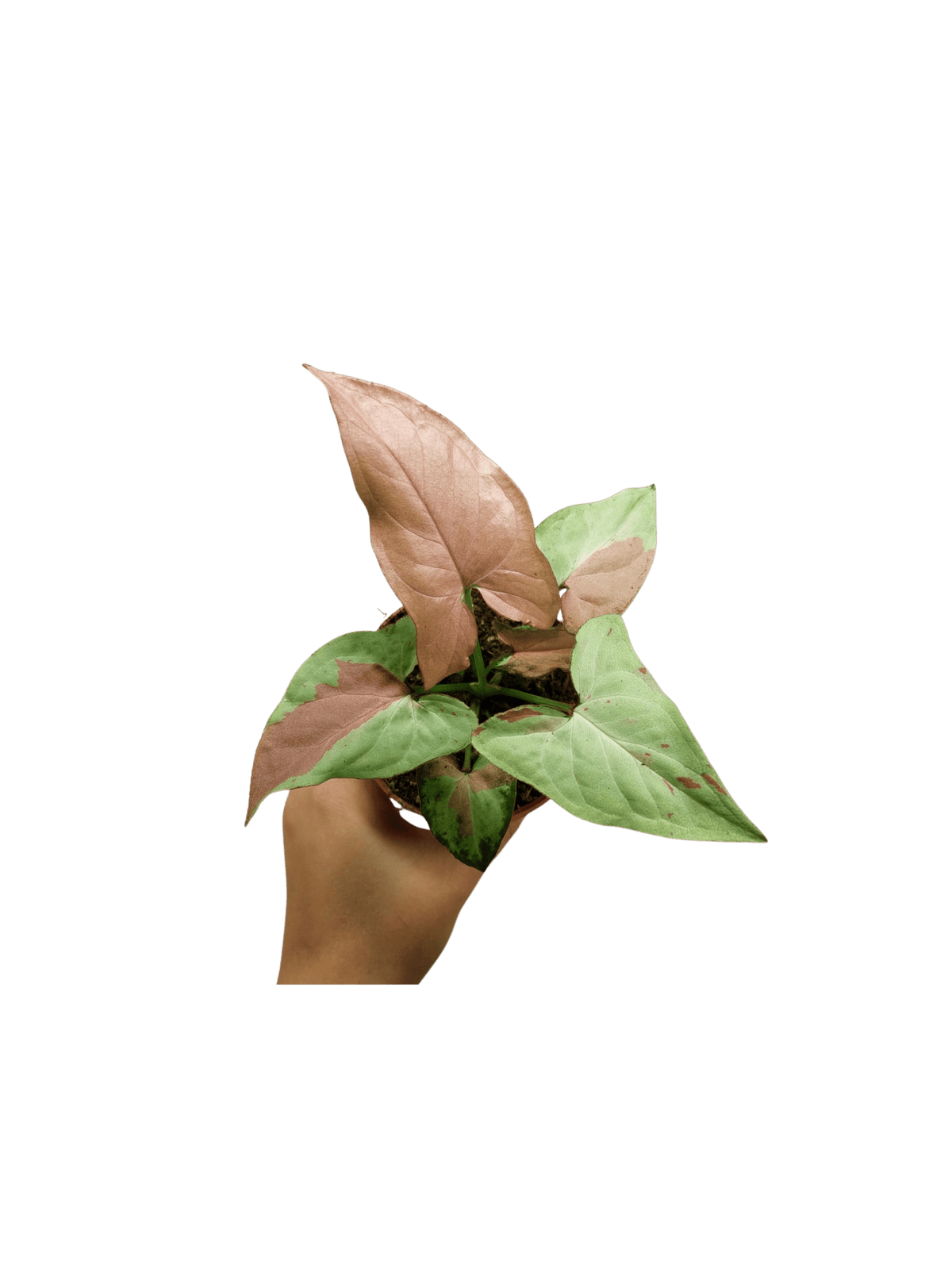 Syngonium Strawberry Milk