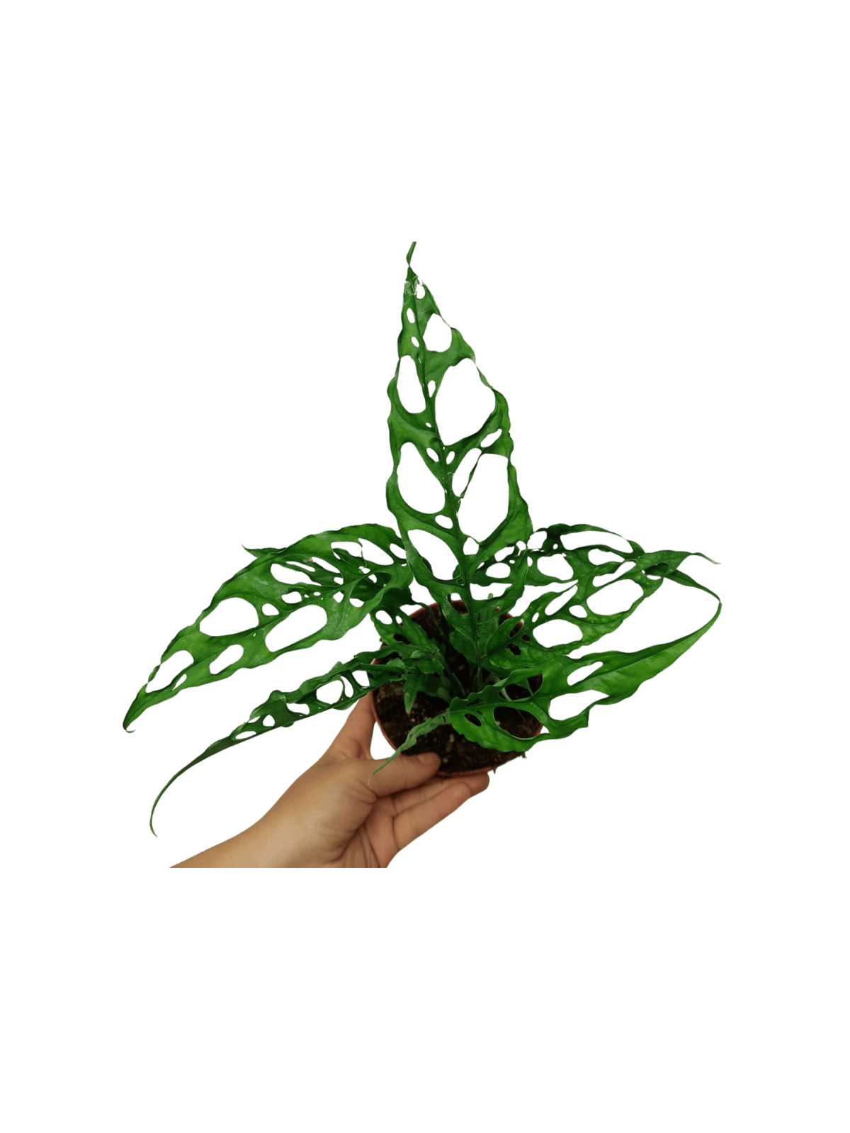 Monstera Obliqua Peru