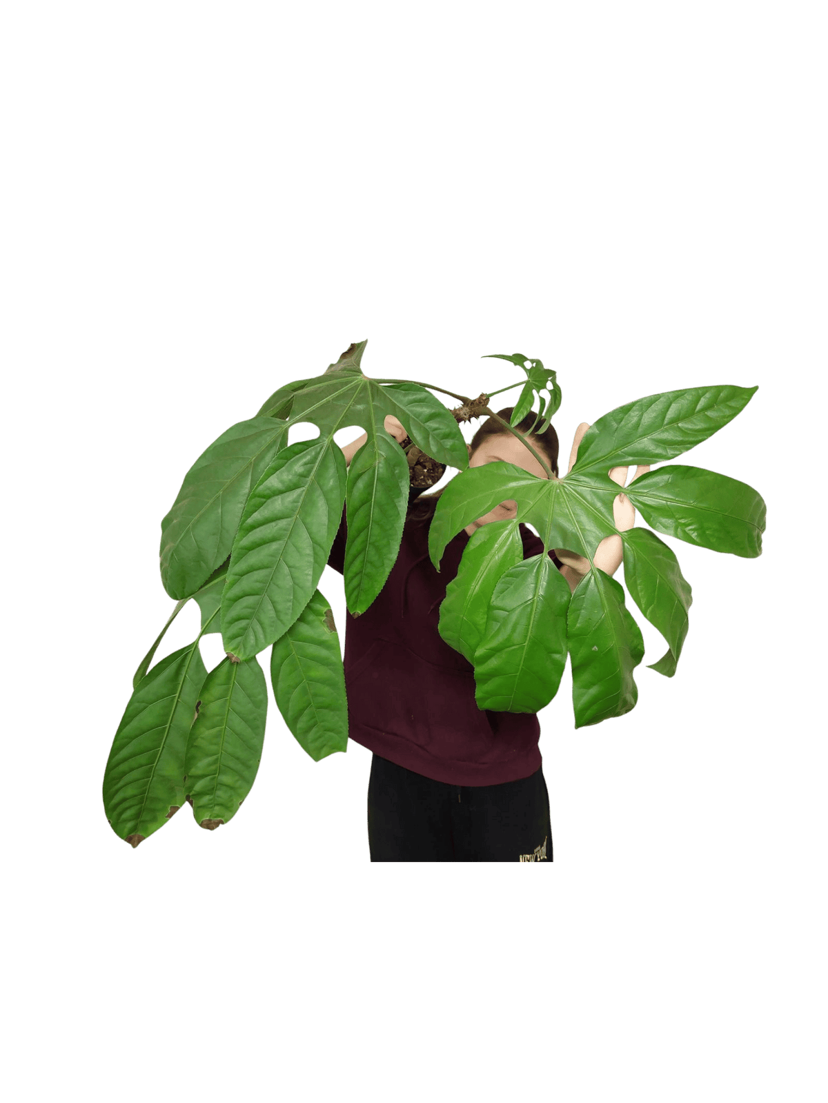 Trevesia Burckii