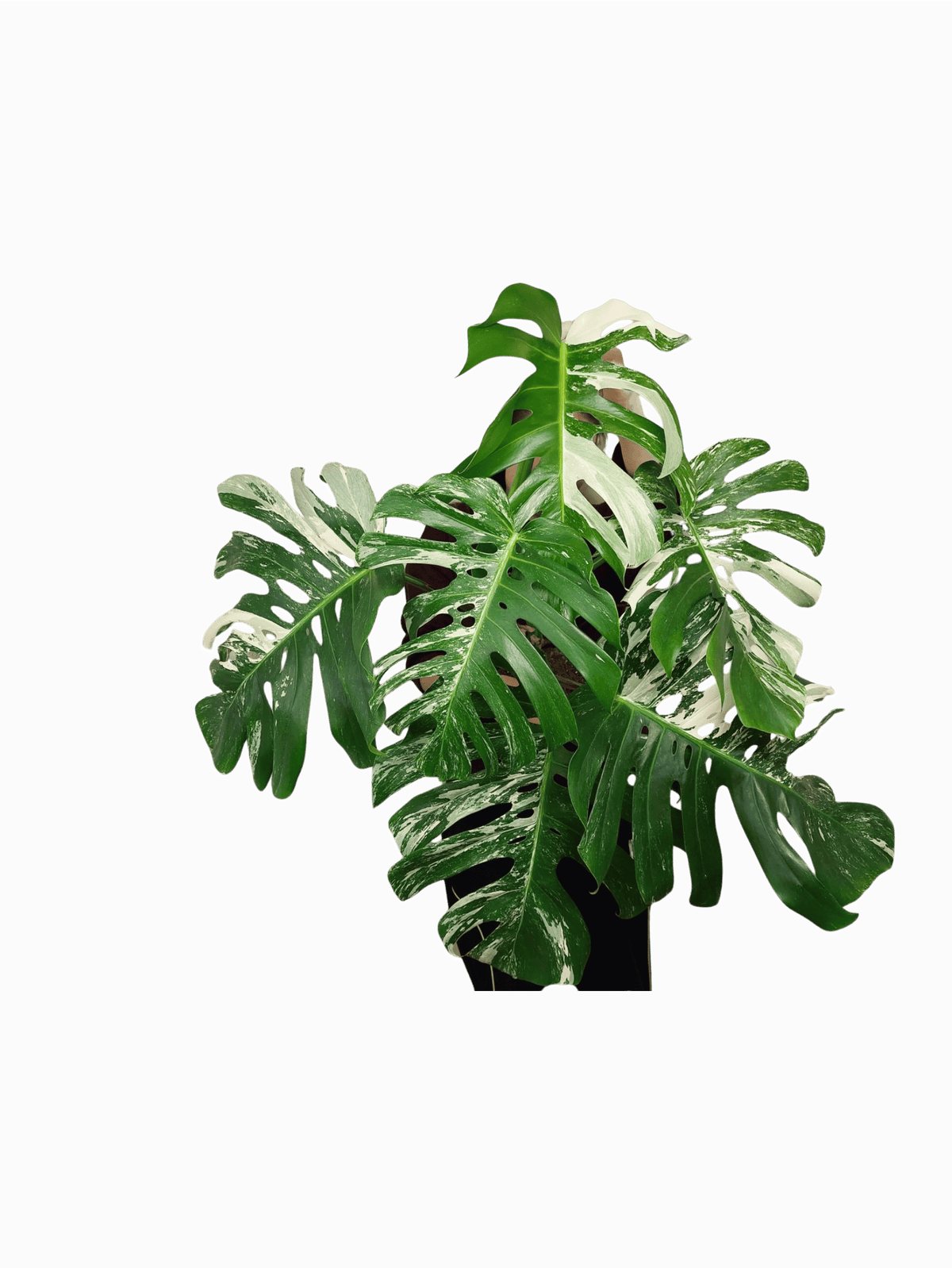 Monstera Variegata Adult
