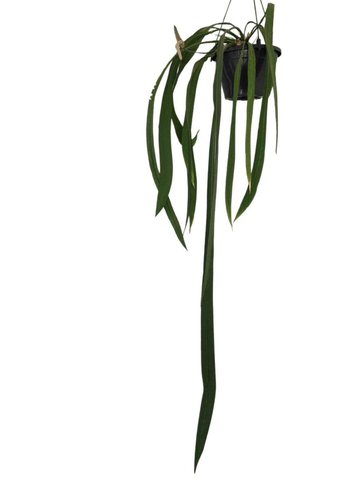 Anthurium Vittarifolium Groß