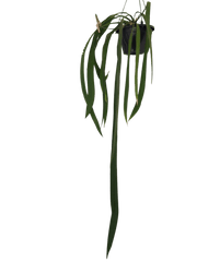 Anthurium Vittarifolium Groß
