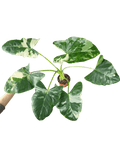 Alocasia Macrorrhiza Variegata