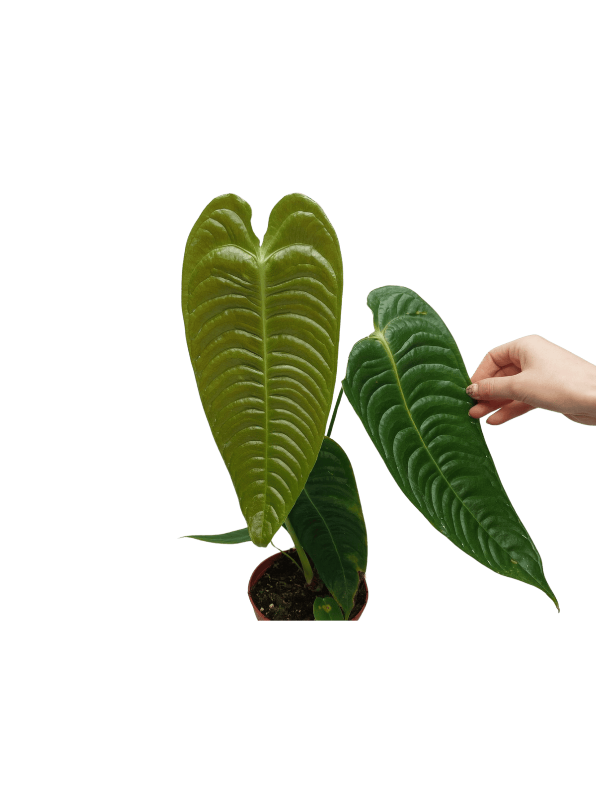 Anthurium Veitchii Narrow