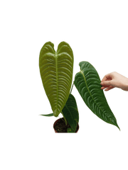 Anthurium Veitchii Narrow