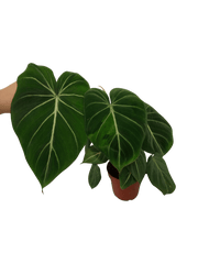 Philodendron Gloriosum Variegata vergrünt