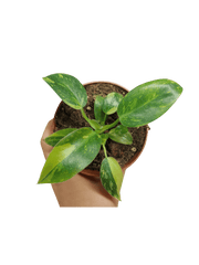 Sad Plants