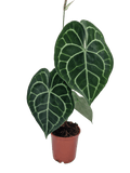 Anthurium Clarinervium