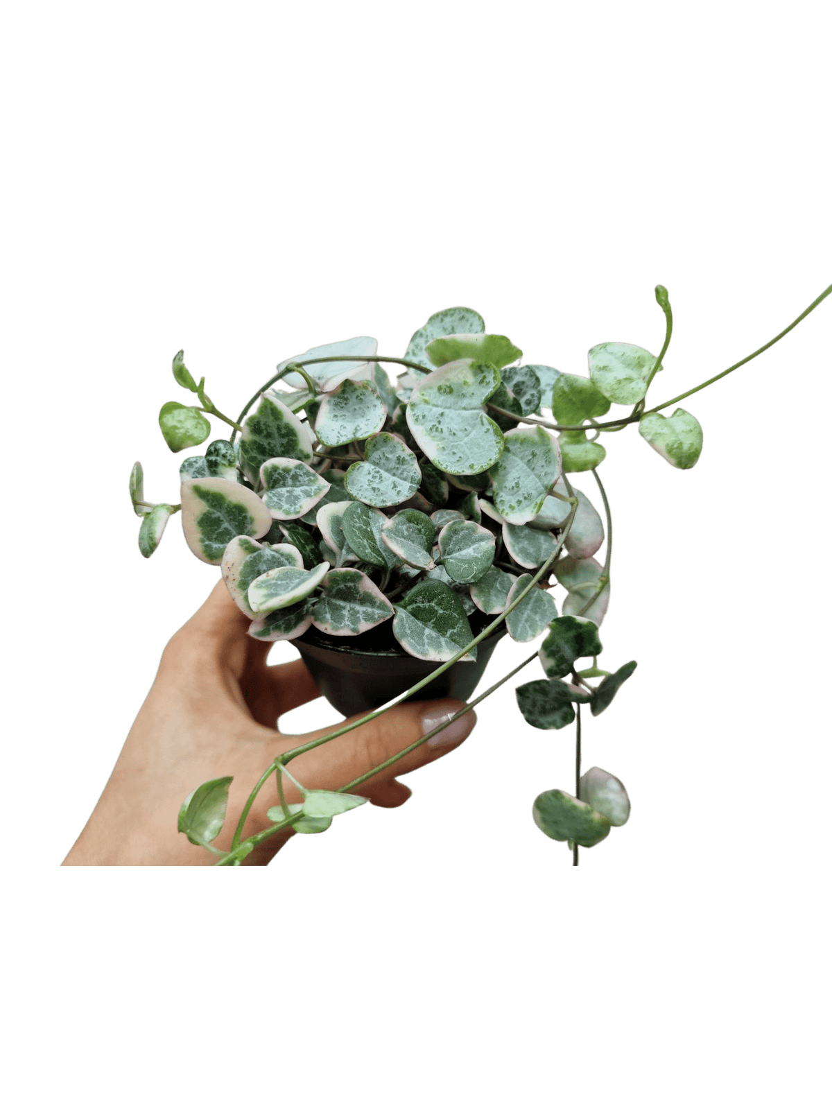 String of Hearts Variegata