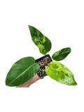 Philodendron Jungle Fever Variegata
