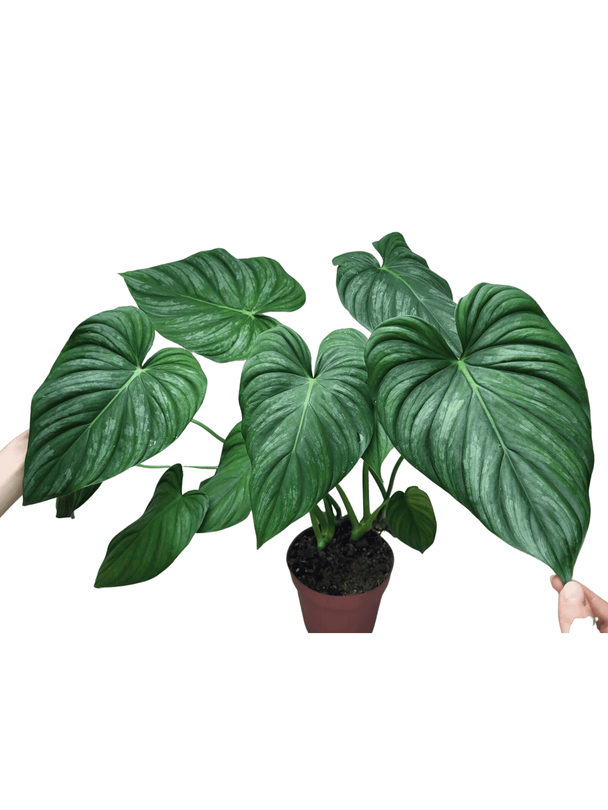 Philodendron Pastazanum Hybrid