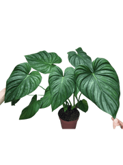 Philodendron Pastazanum Hybrid