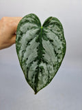 Philodendron Brandtianum Steckling