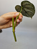 Philodendron Brandtianum Steckling