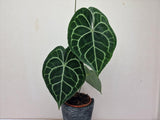 Anthurium Clarinervium