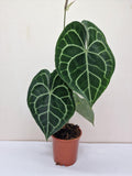 Anthurium Clarinervium