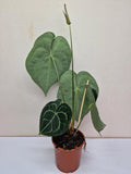 Anthurium Clarinervium