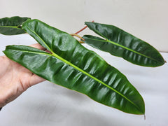 Philodendron Billietiae